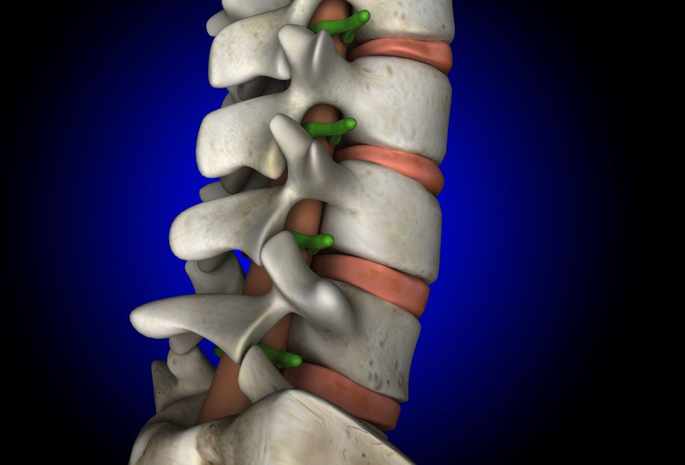Illustration of spine